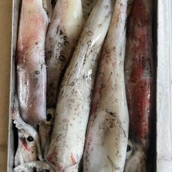 玄界灘イカメタル