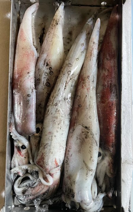 玄界灘イカメタル