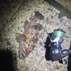 久しぶりのライトゲーム