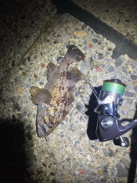 久しぶりのライトゲーム