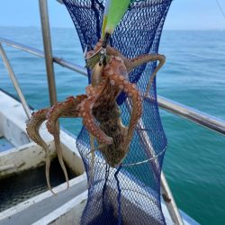 今シーズン最後のマダコ釣り