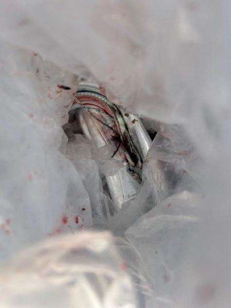 博多湾夏の風物詩