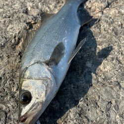 ショアジギング