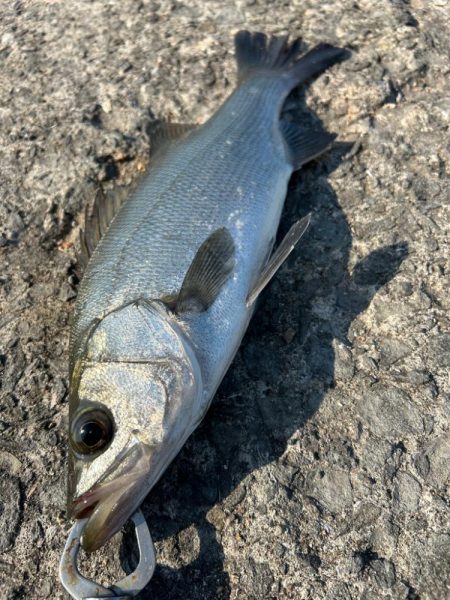 ショアジギング