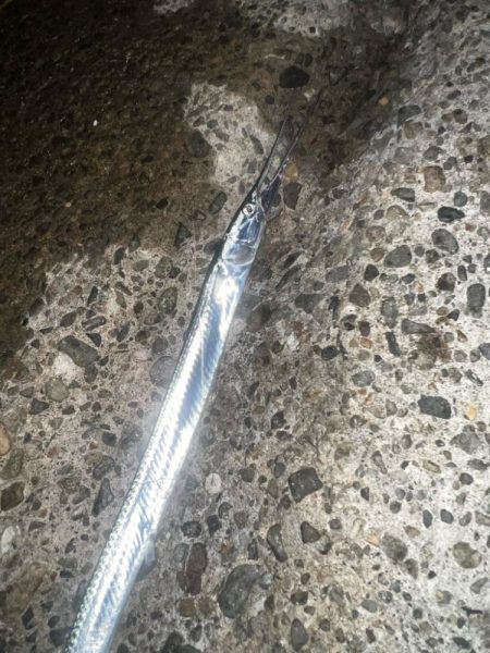 タコ、ダツ⁉️