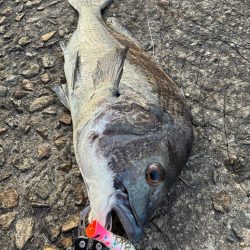 渋めもなんとか2本!