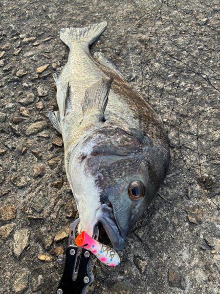 渋めもなんとか2本!