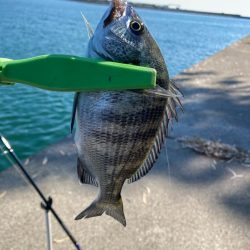 淡路マアジ〜シロギス