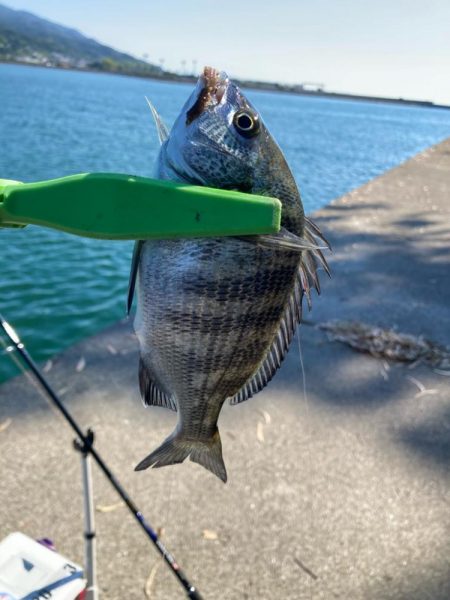 淡路マアジ〜シロギス