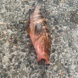 オニオコゼとキジハタ