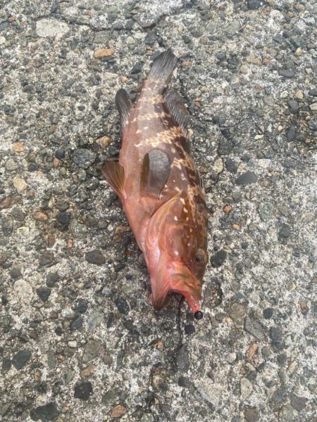 オニオコゼとキジハタ