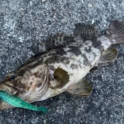 デイアコウがんばる・・・根魚多数