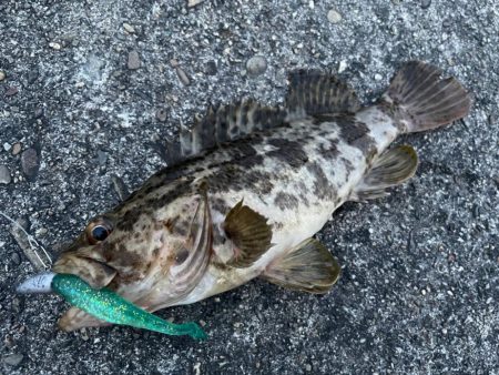 デイアコウがんばる・・・根魚多数