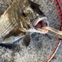 エビ撒きでチヌ好調です