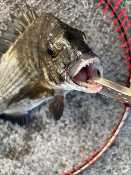 エビ撒きでチヌ好調です
