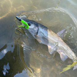 デイゲームシーバスへ