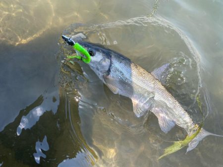 デイゲームシーバスへ