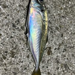 恒例淡路島タチウオ