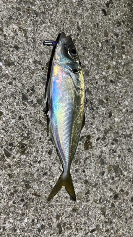 恒例淡路島タチウオ