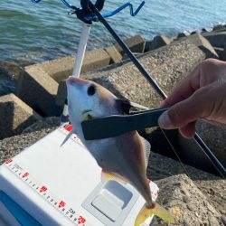 シロギスタ:大盛ポテチチャリコ