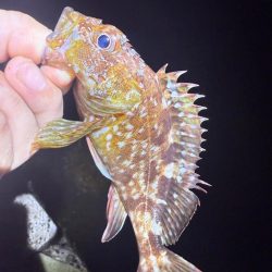 盆休み最後の釣りはアジング