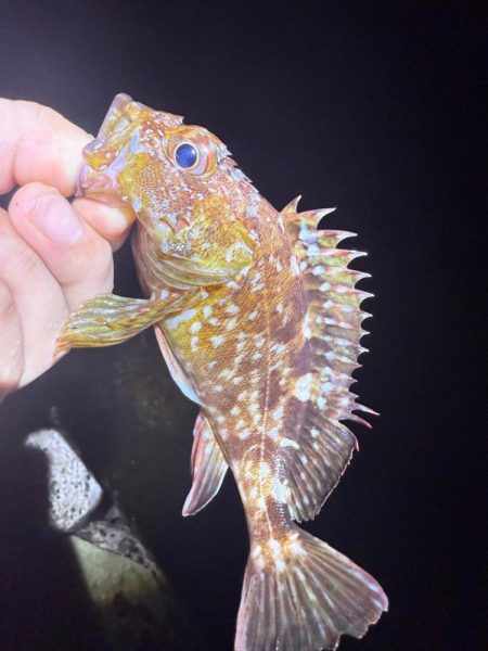 盆休み最後の釣りはアジング