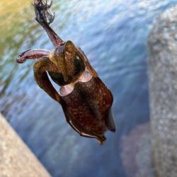 秋アオリイカ調査｜まだ早いみたいでチビが多く反応が悪いです！