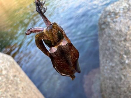 秋アオリイカ調査｜まだ早いみたいでチビが多く反応が悪いです！