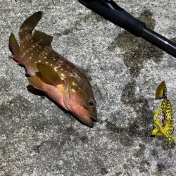 マヅメにショアラバで好調！