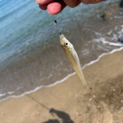 キスの群れが減って来た！