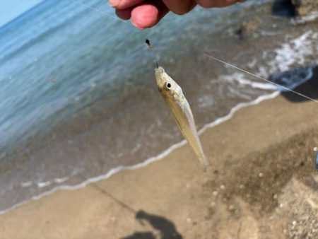 キスの群れが減って来た！