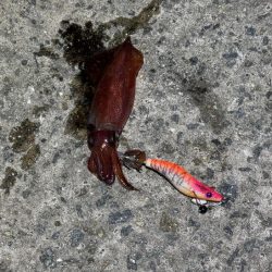 ショアケンサキイカ釣り｜群れが小さく数が少ない