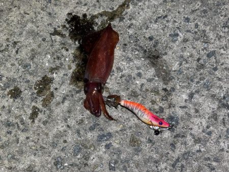 ショアケンサキイカ釣り｜群れが小さく数が少ない