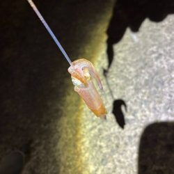 【ショアケンサキイカ釣り】更に群れが減りアタリほぼ無し状態