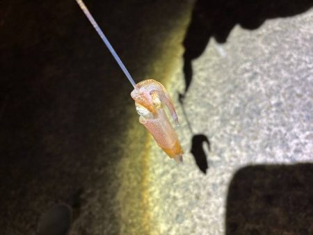 【ショアケンサキイカ釣り】更に群れが減りアタリほぼ無し状態