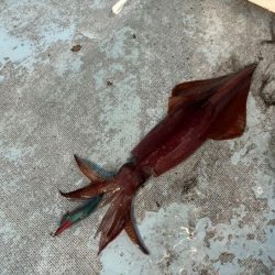 土砂降りで激渋の中竿頭ゲット！