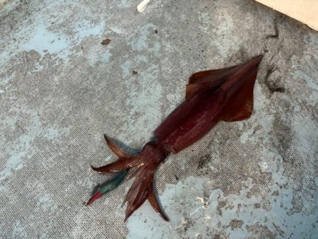 土砂降りで激渋の中竿頭ゲット！