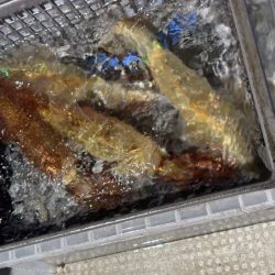 鳥取シロイカ釣り｜今シーズンラストはイマイチでした！