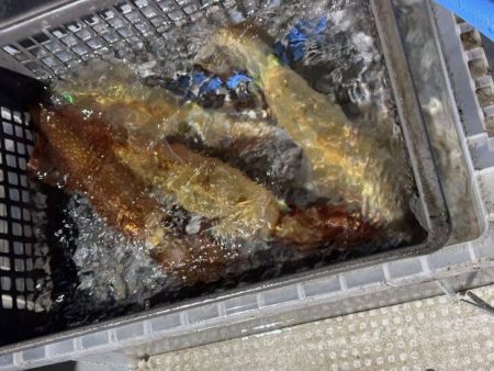 鳥取シロイカ釣り｜今シーズンラストはイマイチでした！