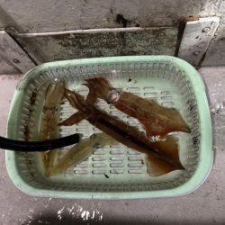 【鳥取イカメタル】今回も潮激流と激渋