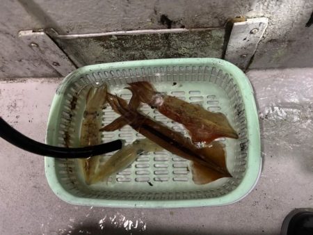 【鳥取イカメタル】今回も潮激流と激渋