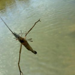 テナガエビ釣り｜潮位が低く渋い状況