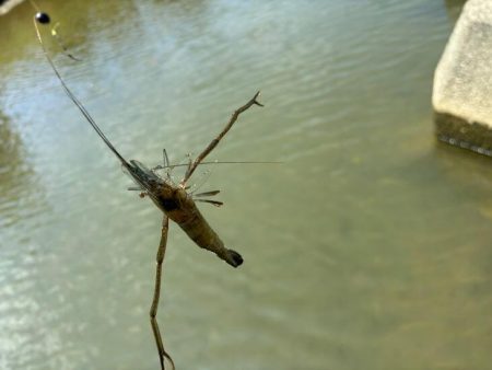 テナガエビ釣り｜潮位が低く渋い状況
