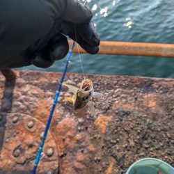 メガフロート淡路 中アジ