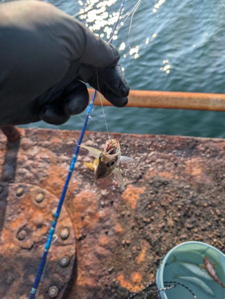 メガフロート淡路 中アジ