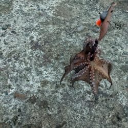 タコさん、ええやん!ええやん!