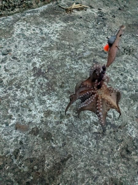 タコさん、ええやん!ええやん!