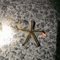 ちょい投げリベンジ