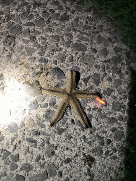 ちょい投げリベンジ