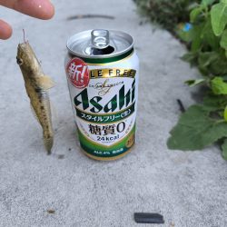 武庫川ハゼ釣り調査